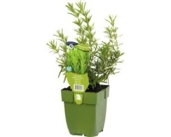 Rozemarijn Rosmarinus Officinalis Potmaat Ø 11.0 Cm H 5-20 Cm