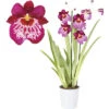 FLORASELF Orchidee Miltonia 'Newton Falls' Potmaat Ø 12 Cm H 40-50 Cm