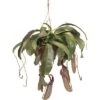 FLORASELF Nepenthes Miranda Hang Ø25 Cm H70 Cm