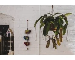 FLORASELF Nepenthes Miranda Hang Ø25 Cm H70 Cm -Tuinwinkel DV 8 7209471 04 4c DE 20210212141651