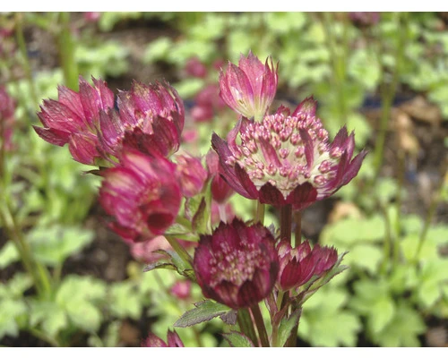 FLORASELF Zeeuws knoopje Astrantia major Ø 11 cm FLORASELF Zeeuws Knoopje Astrantia Major Ø 11 Cm -Tuinwinkel DV 8 7446229 03 4c DE 20211214191656