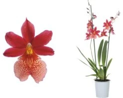 FLORASELF® Orchidee Cambria Burrageara "Nelly Isler" Rood Potmaat Ø 12 Cm -Tuinwinkel DV 8 7565704 02 4c DE 20161203211737