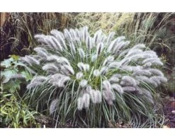 FLORASELF Lampenpoetsersgras Pennisetum Alopecuroides 'Little Bunny' Potmaat Ø 14 Cm H 5-20 Cm