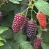 FLORASELF® Framboos Rubus Fruticosus 'Thornless Loganberry'