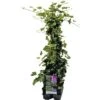 FLORASELF Klimop Hedera Hibernica 6st