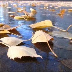 Fijnmazig Vijvernet 6 × 5 Meter -Tuinwinkel fijnmazig vijvernet 6 x 5 meter 1541778382 1 600