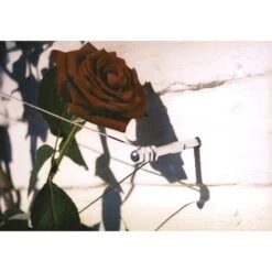 Geleidingssysteem Voor Klimplanten Palissa -Tuinwinkel geleidingssysteem voor klimplanten 1601382137 3 600