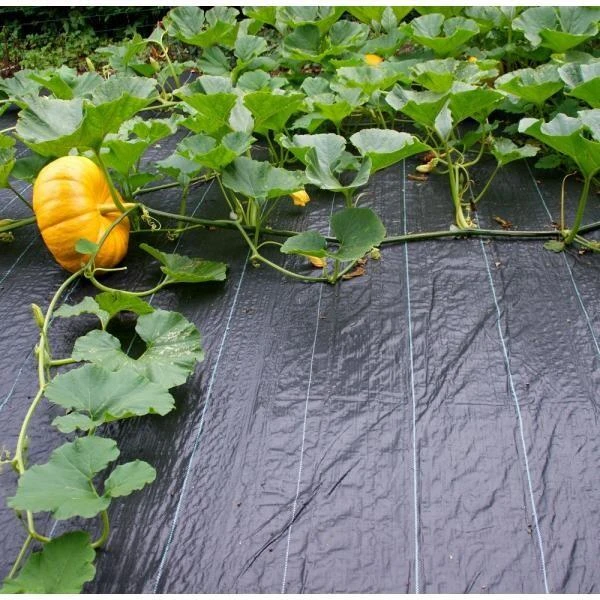 Gronddoek 2 m × 5 m (90 g/m²) Gronddoek 2 M × 5 M (90 G/m²) -Tuinwinkel gronddoek 2 m x 5 m 100gm 1553159982 1 600