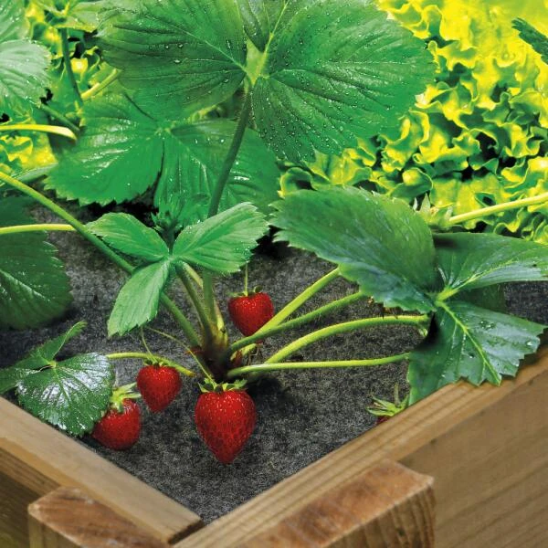 Gronddoek in vilt voor vierkante moestuin 120 × 120 cm Gronddoek In Vilt Voor Vierkante Moestuin 120 × 120 Cm -Tuinwinkel gronddoek in vilt vierkante moestuin 1513765107 1 600