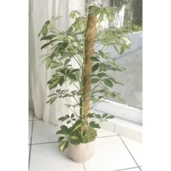 Kokos Kamerplantensteun - Plantstok Ø45 Mm × 1,2 M -Tuinwinkel kokos plantstok 45 mm x 12 m 1622716785 4 600