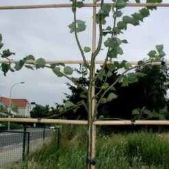 Vigne-fix 7 Cm Plantenbinder - 500 G -Tuinwinkel vignefix 7 cm plantenbinder 1547134454 1 600