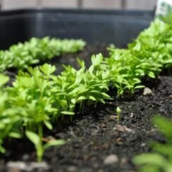 Zaaibak Zwart 57 × 42 × 8 Cm -Tuinwinkel zwarte zaaibak 55 x 40 x 8 cm 1484055699 5 600